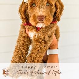 Poppy - Cream female Goldendoodle puppy in Atlanta, Georgia from Teddy Puppies