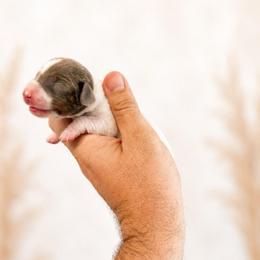 Boy 2 - Piebald male Dachshund puppy in Indian Trail, North Carolina from Hilda’s Teenie Weenies
