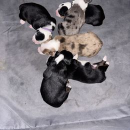 Hazel - Black tri female Toy Australian Shepherd puppy in Princeton, Louisiana from Legacy Hill Aussies