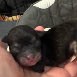 Bianca - Black and tan female Chihuahua puppy in Brooklyn, Connecticut from Ladybug Chihuahuas