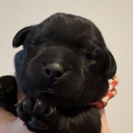 Mr Red - Black male Labrador Retriever puppy in Clinton, Tennessee from Summer Rose