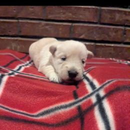 Christmas Carol - Wheaten female Scottish Terrier puppy in Chattanooga, Tennessee from Oodles of Cuties!