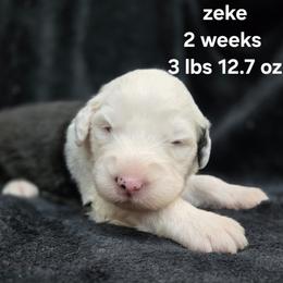 Zeke - Gray and white male Old English Sheepdog puppy in Sutherlin, Oregon from Sapphire Eyes Sheepdogs