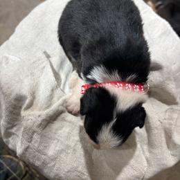 Boy 1 - Black tri-color male Australian Shepherd puppy in Almo, Kentucky from Riley's Paw Pals
