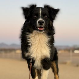 Raven - Miniature Australian Shepherd