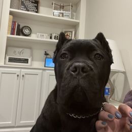 Cane Corso Puppies from Ridge Top Cane Corso