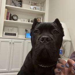 Cane Corso Puppies from Ridge Top Cane Corso