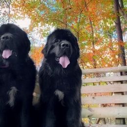 Newfoundlands from Tammy's Newfoundlands