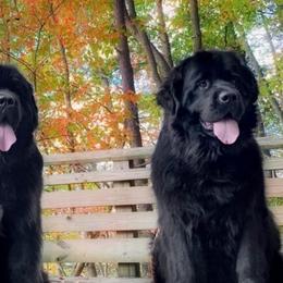 Newfoundlands from Tammy's Newfoundlands
