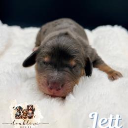 JETT - Dapple male Dachshund puppy in Alto, Texas from Double W Doxies