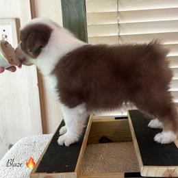 Blaze - Red tri-color male Australian Shepherd puppy in Murrayville, Georgia from Mountain Ridge Aussies
