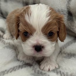 Cavalier King Charles Spaniel Puppies from Donavan Rogers