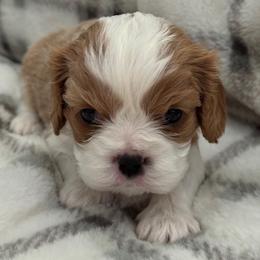 Cavalier King Charles Spaniel Puppies from Donavan Rogers