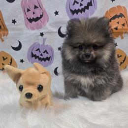 Ollie - Wolf sable male Pomeranian puppy in Fresno, California from Pomi Mami Pomeranians