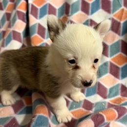 Girl 1 - female Pembroke Welsh Corgi puppy in Azle, Texas from T & K Corgis