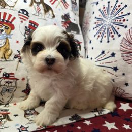 RCA - White male Havanese puppy in Deer Park, Washington from Mt. Top Havanese