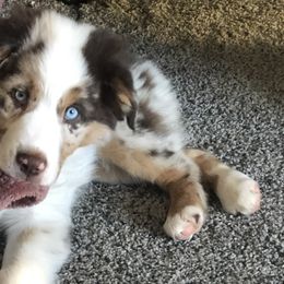 Miniature American Shepherds and Miniature Australian Shepherds from Eardley Acre Mini Aussie & American Shepherds