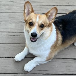 ZuZu - Pembroke Welsh Corgi