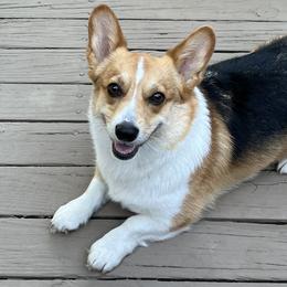 ZuZu - Pembroke Welsh Corgi