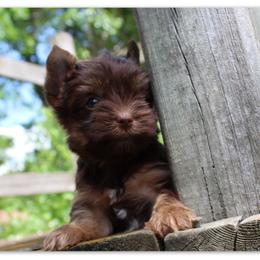 Yorkshire Terrier puppies from Danielle's Yorkie Babies