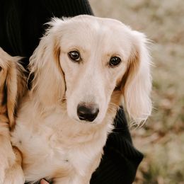 Jagger - Dachshund