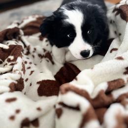 Miniature Australian Shepherd Puppies from Highland Hills Mini Aussies