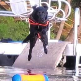 Labrador Retrievers from Brookstone Labradors