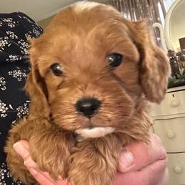 Beau - Red male Cavapoo puppy in Milan, Illinois from Poppy Garden Doodles