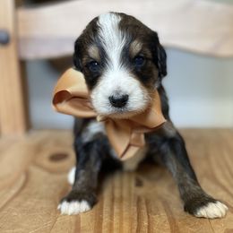 Conway Twitty - Sable Bernedoodle puppy in Bastrop, Texas from Sweet Pea Bernedoodles