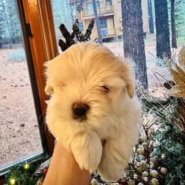Maltipoo Puppies from Maine's Maltipoos