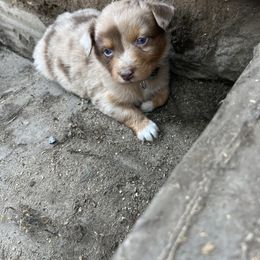 Girl 5 - Red merle Australian Shepherd puppy in Michigan from RebelRiver Ranch-Australian Shepherds