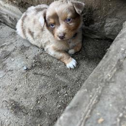 Girl 5 - Red merle Australian Shepherd puppy in Michigan from RebelRiver Ranch-Australian Shepherds