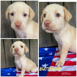 Buttercup - Yellow female Labrador Retriever puppy in Hartly, Delaware from Triple Threat Labradors