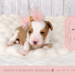 Girl 2 - Red female Bernedoodle puppy in Otisville, Michigan from Danie’s Darling Doodles LLC
