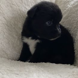 Australian Shepherd Puppies from Australian Shepherds of Rising Moon Acres
