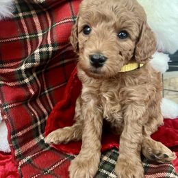 Ginger - Red  female Goldendoodle puppy in Boise, Idaho from Goldendoodle Baby