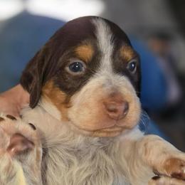 Daisy - Liver white and orange female Brittany puppy in Stillwater, Oklahoma from Kennel de Fowler