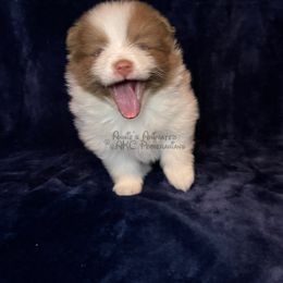 Pomeranian Puppies from Annie’s Animated AKC Pomeranians