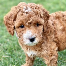 Goldendoodles from RiLee Goldendoodles