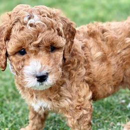 Goldendoodles from RiLee Goldendoodles