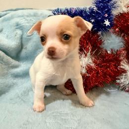 Pearl AKC - White female Chihuahua puppy in Seneca, Missouri from Stephanie’s Puppy Colony