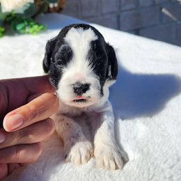 Elijah - Black and white male Cockapoo puppy in Dothan, Alabama from Farquharson's Poodles&Doodles