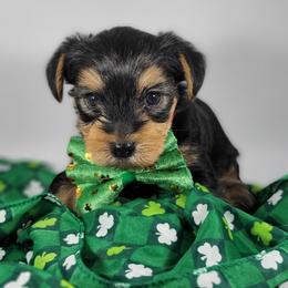 Red collar boy - Black and tan male Yorkshire Terrier puppy in Jacksonville, Florida from Yorkieology