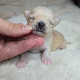 Ricey - Gold and white male Chihuahua puppy in El Paso, Texas from JVJ Chihuahua