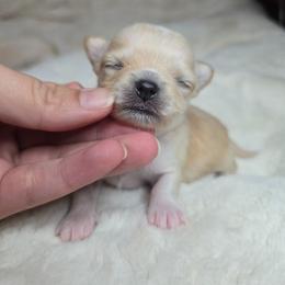 Ricey - Gold and white male Chihuahua puppy in El Paso, Texas from JVJ Chihuahua