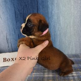 Pink Collar Girl - Fawn female Boxer puppy in Clinton, Iowa from Cadogans Boxers