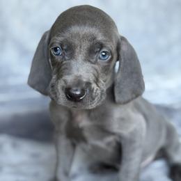 Boy 3 - Blue male Weimaraner puppy in Clarion, Pennsylvania from Hilltop Farms