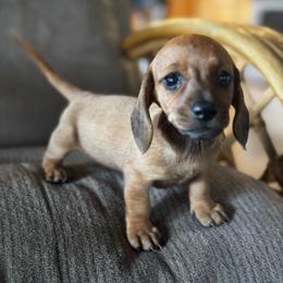 Jenny - Red female Dachshund puppy in Brave, Pennsylvania from Maple Moon Dachshunds