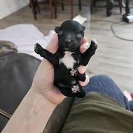 Poodle Puppies from Ffynnet Farms Poodles