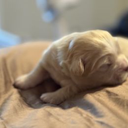 Green Collar - Cream male Lhasa Apso puppy in Port Royal, Virginia from Hearth and Hound Family Farms